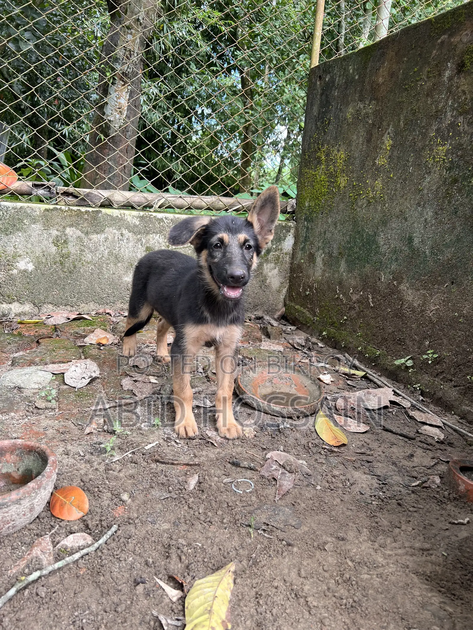 1-3 Months Male Purebred German Shepherd