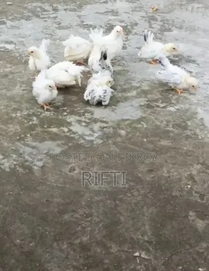 জাপানিজ বেন্থাম মুরগি
