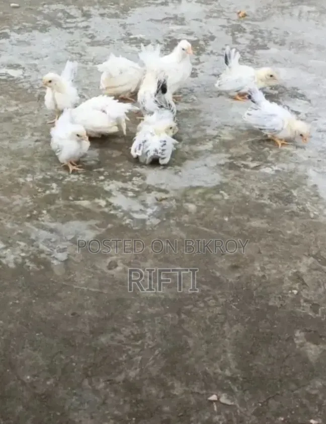জাপানিজ বেন্থাম মুরগি