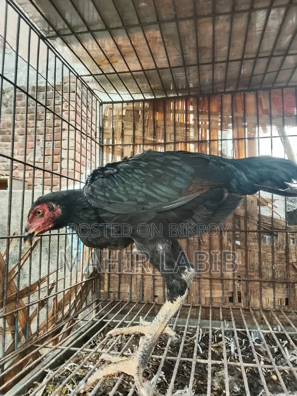 ফাইটার হাসিল মুরগি