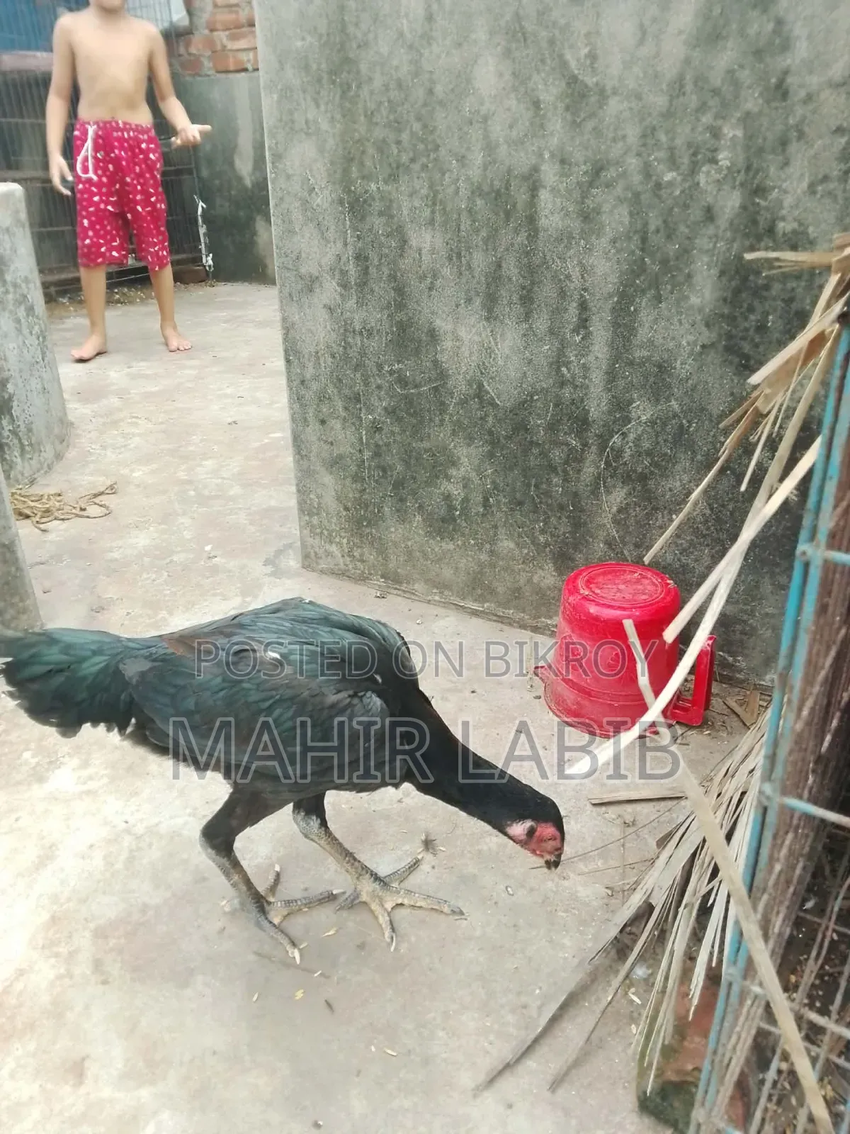 ফাইটার হাসিল মুরগি