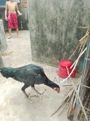 ফাইটার হাসিল মুরগি