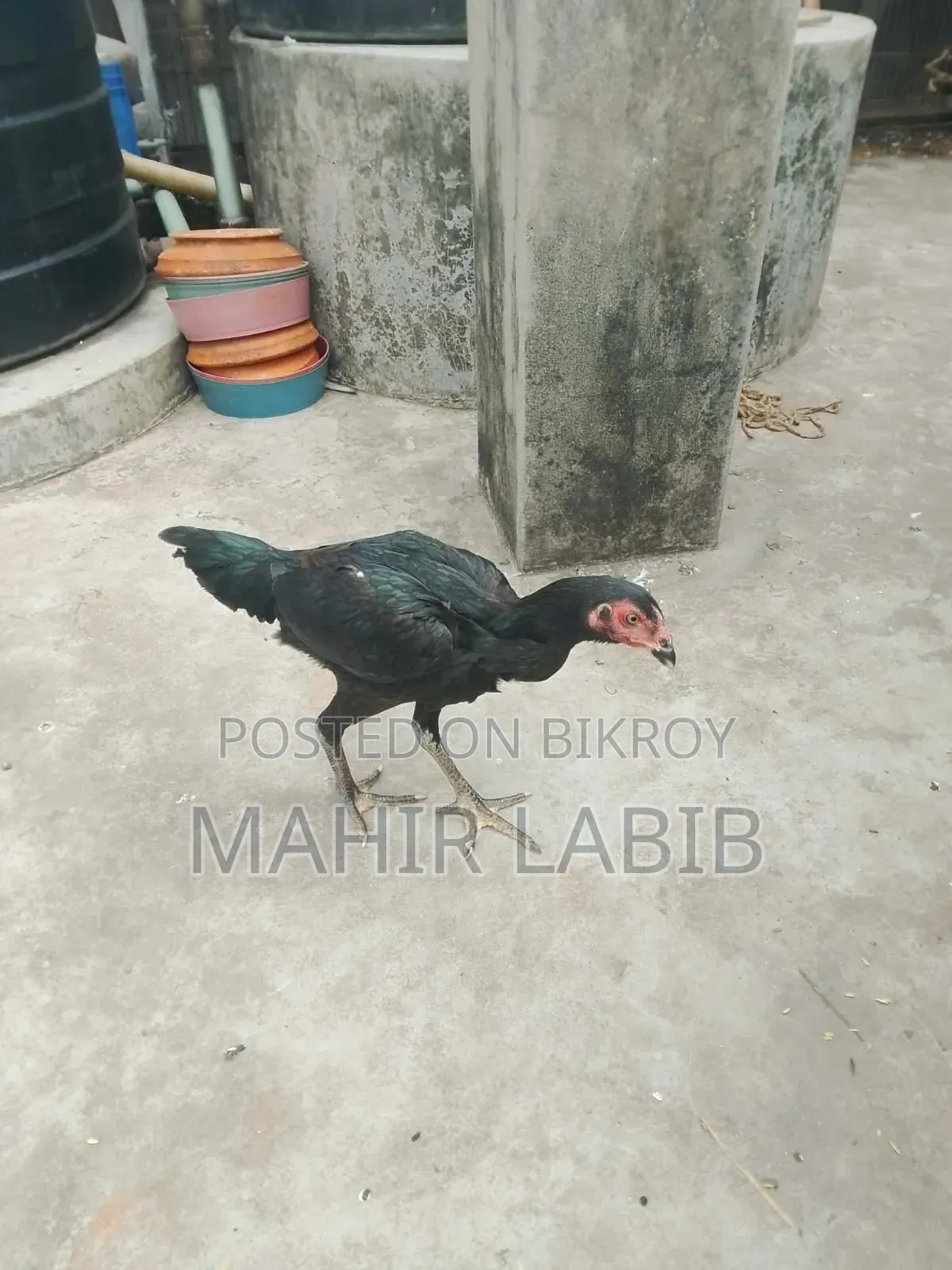 ফাইটার হাসিল মুরগি