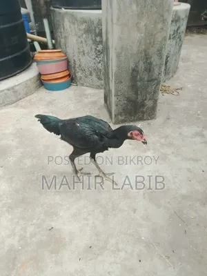 ফাইটার হাসিল মুরগি