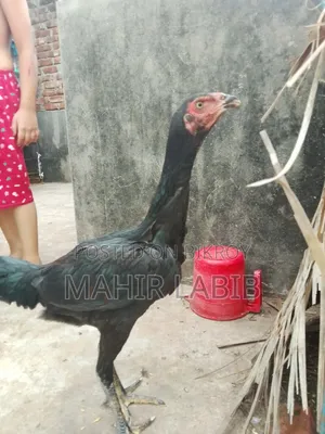 ফাইটার হাসিল মুরগি