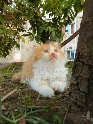 1-3 Months Female Mixed Breed Persian