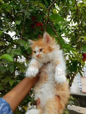 1-3 Months Female Mixed Breed Persian