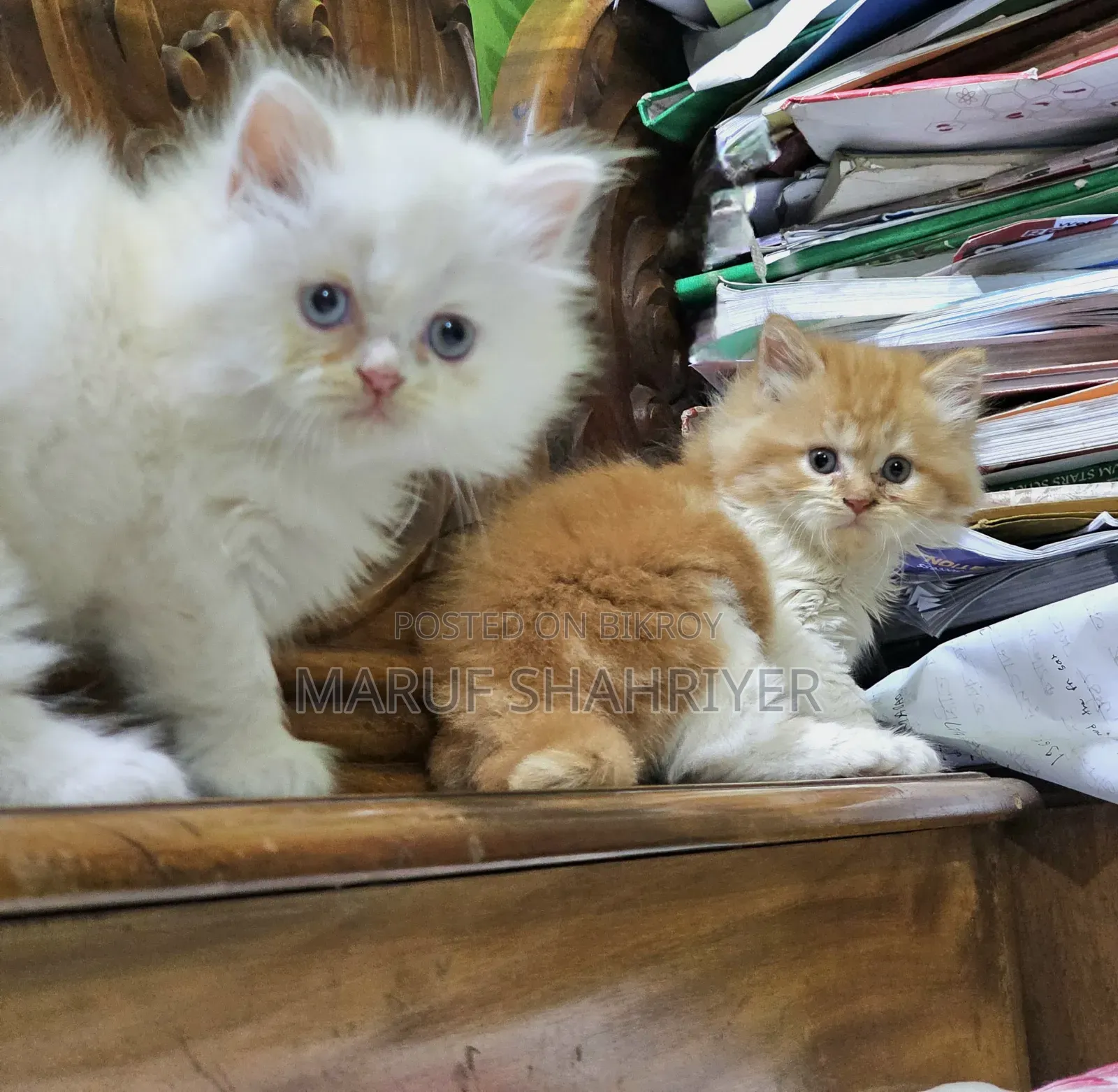 1-3 months Male Purebred Persian