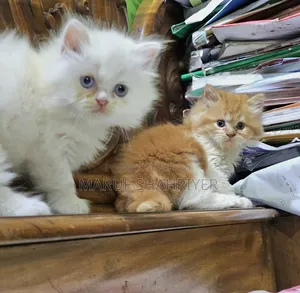 1-3 months Male Purebred Persian
