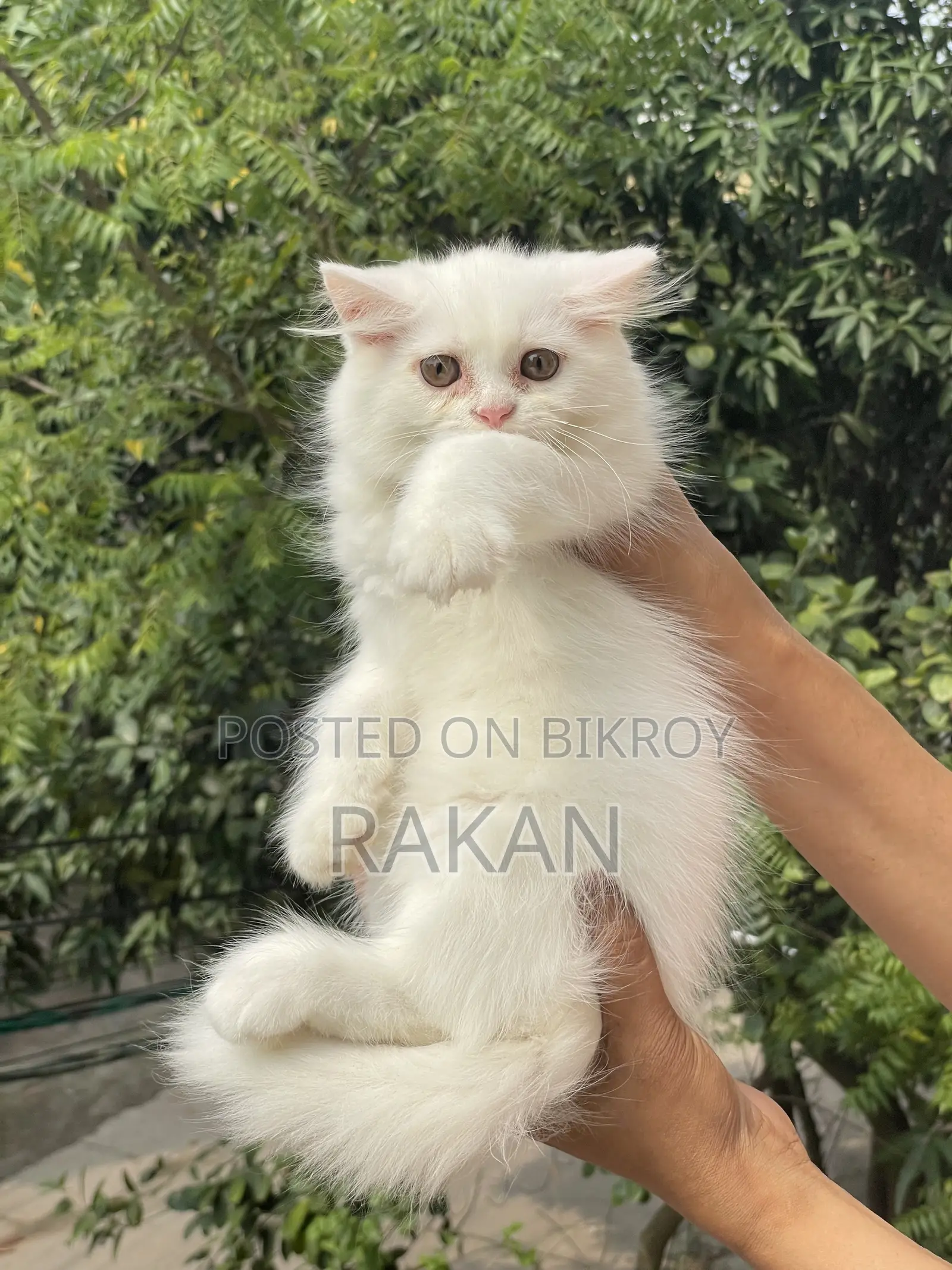 1-3 Months Male Purebred Persian