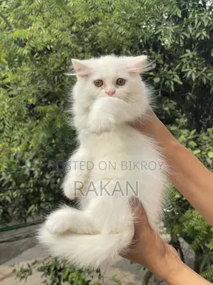 1-3 Months Male Purebred Persian