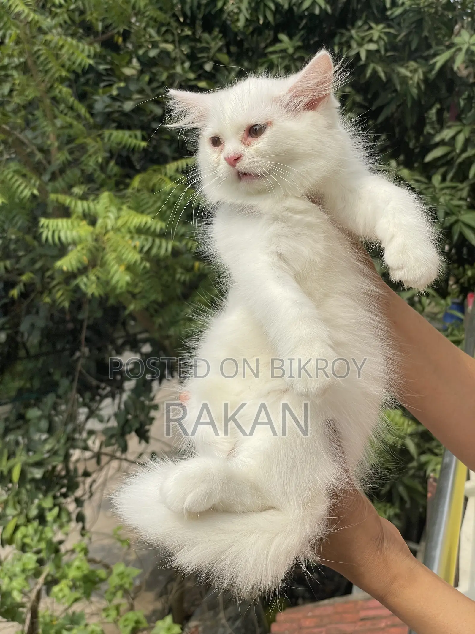 1-3 Months Male Purebred Persian