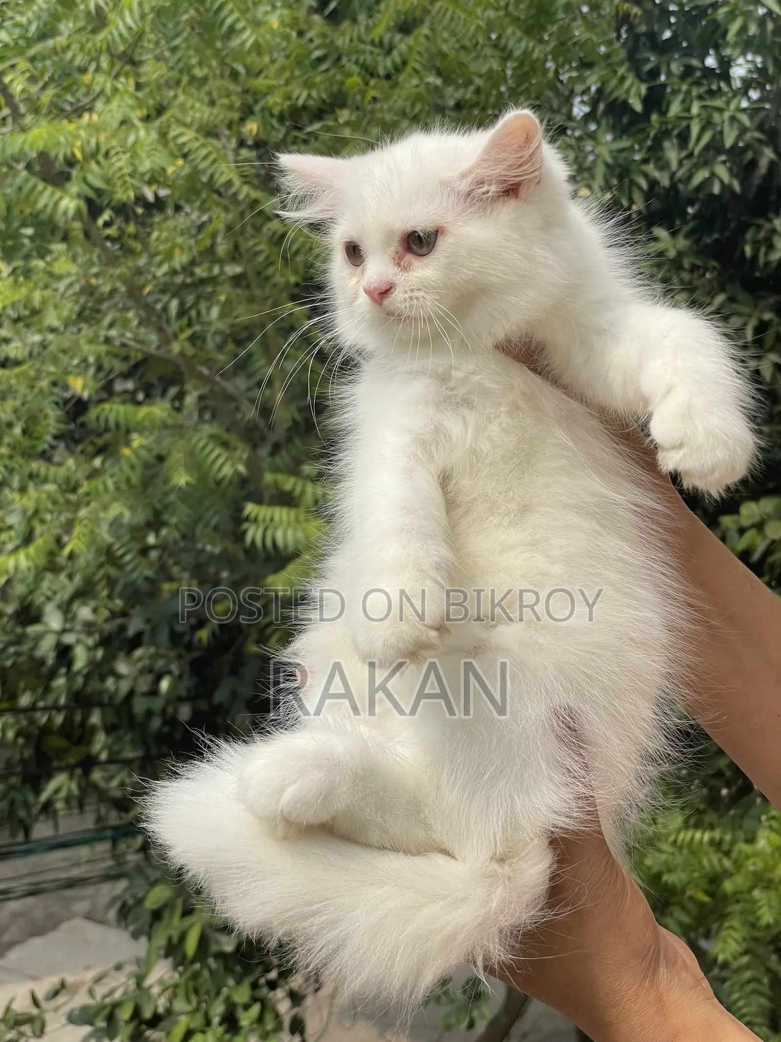 1-3 Months Male Purebred Persian
