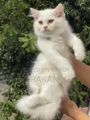1-3 Months Male Purebred Persian