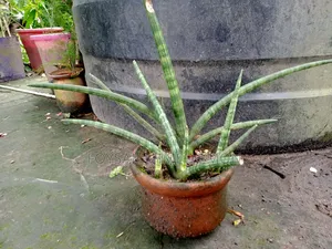 পট সহ বনসেল (সাথে ফুলের বীজ গিফট)