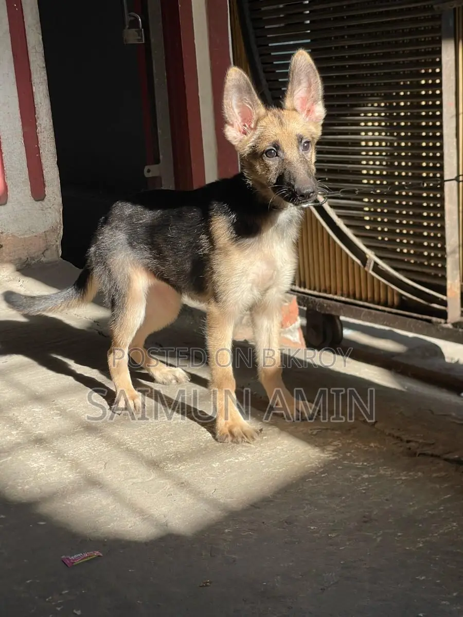 3-6 Months Female Purebred German Shepherd
