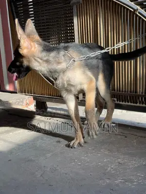 3-6 Months Female Purebred German Shepherd