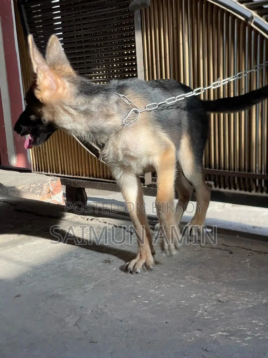 3-6 Months Female Purebred German Shepherd