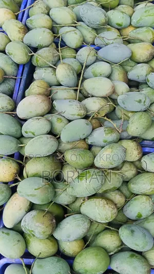 শেষ সময়ের প্রিমিয়াম কোয়ালিটি a গ্রেডের আম্রপালি খেয়েছেন? "