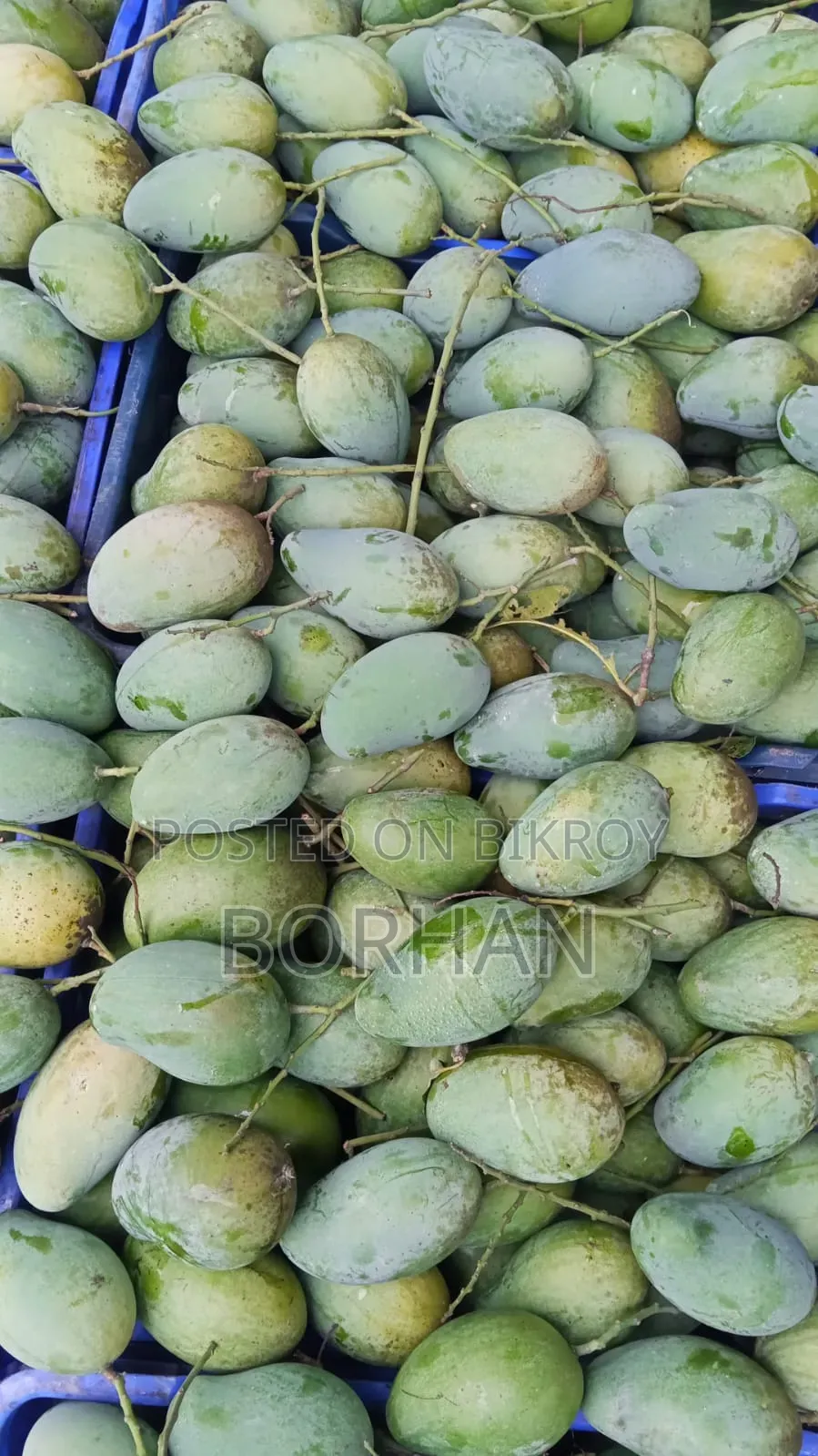 শেষ সময়ের প্রিমিয়াম কোয়ালিটি a গ্রেডের আম্রপালি খেয়েছেন? "