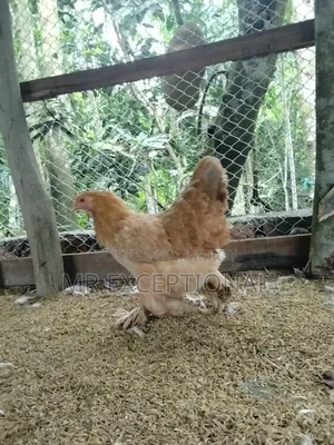 বাফ ব্রাহামার বীজ ডিম বিক্রি করা হবে