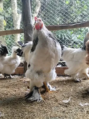 বাফ ব্রাহামার বীজ ডিম বিক্রি করা হবে