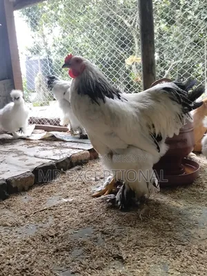 বাফ ব্রাহামার বীজ ডিম বিক্রি করা হবে