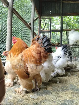 বাফ ব্রাহামার বীজ ডিম বিক্রি করা হবে