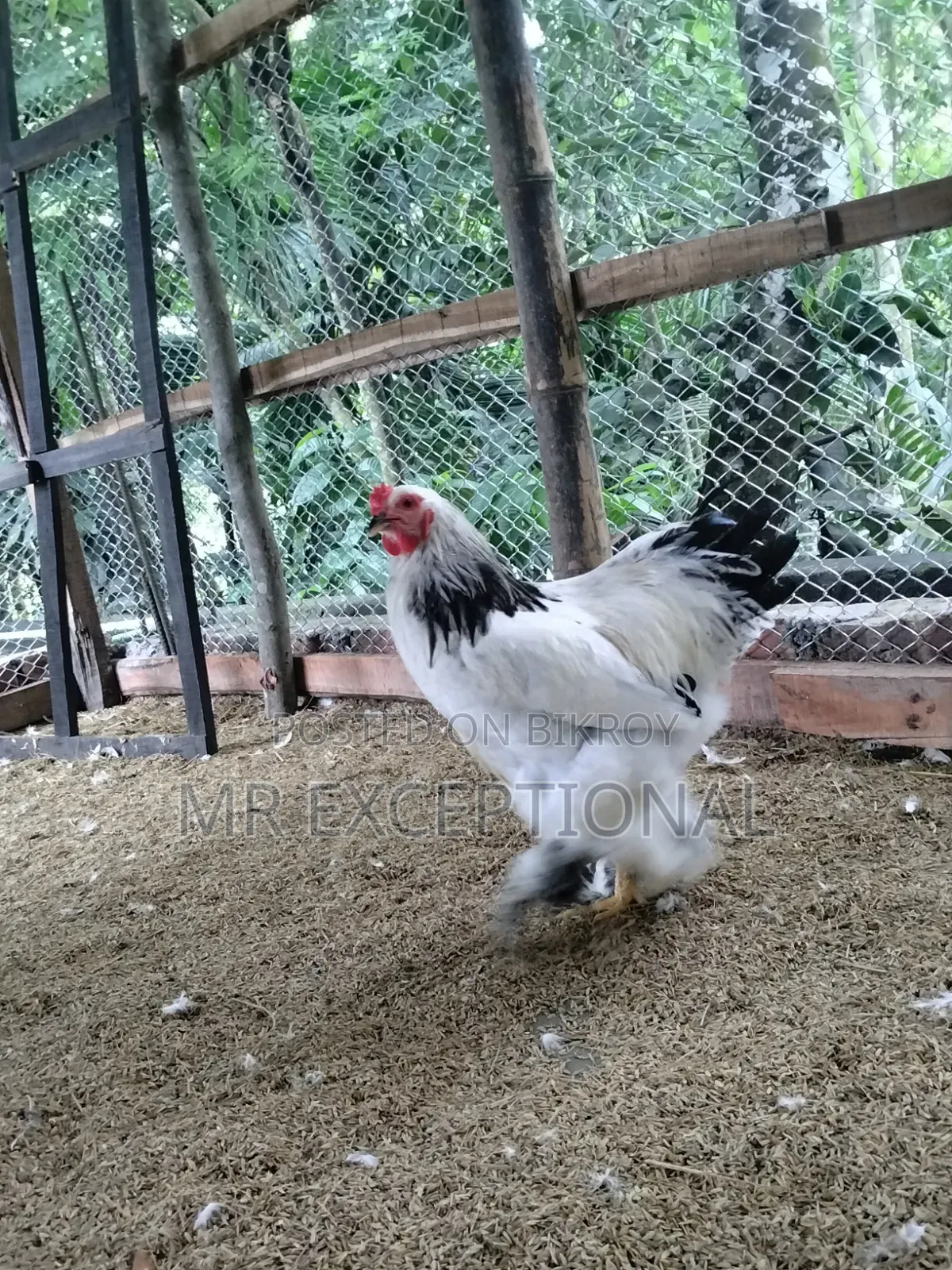 Buff Brahma hatching eggs for sale