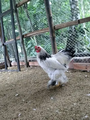 Buff Brahma hatching eggs for sale