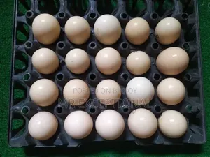 Buff Brahma hatching eggs for sale