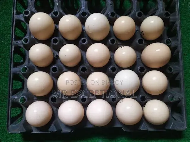 Buff Brahma hatching eggs for sale