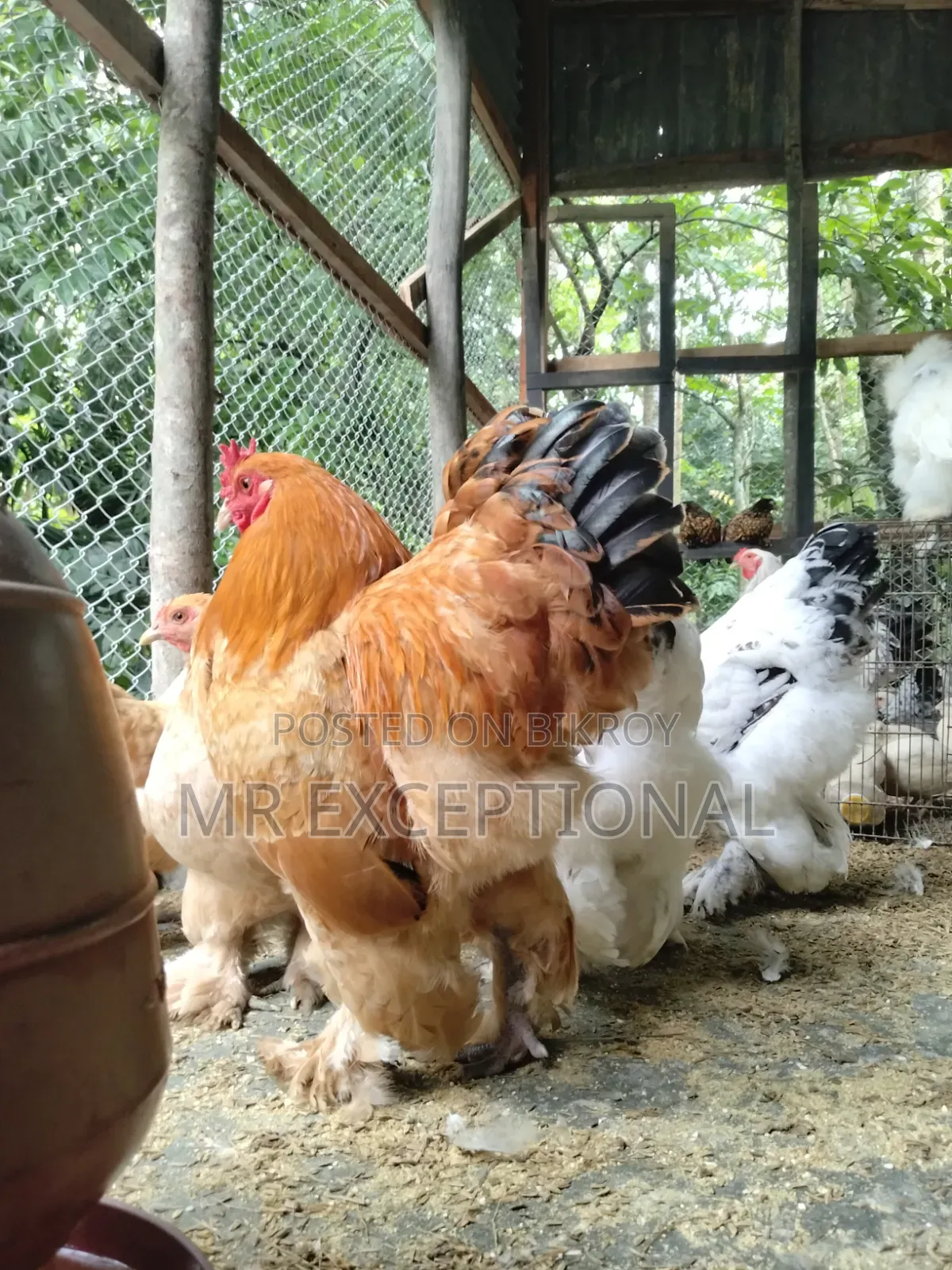 Buff Brahma Hatching Eggs for Sale