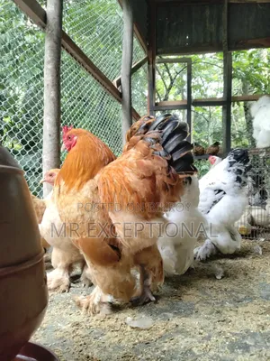 বাফ ব্রাহামার বীজ ডিম বিক্রি করা হবে