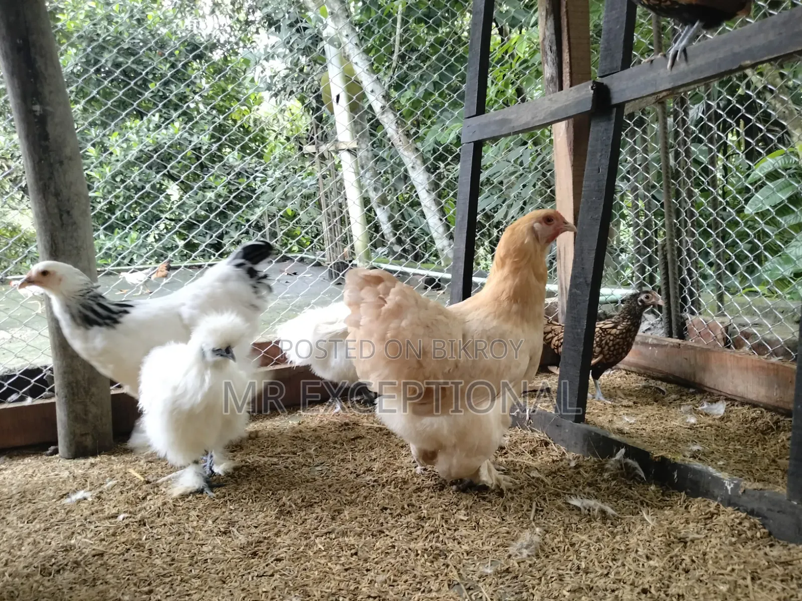 Buff Brahma Hatching Eggs for Sale