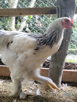 Buff Brahma Hatching Eggs for Sale