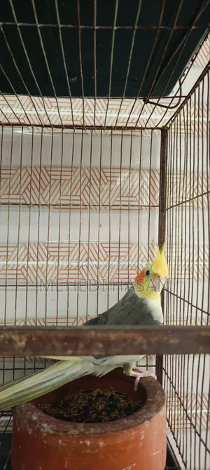 Cockatiel Running Male