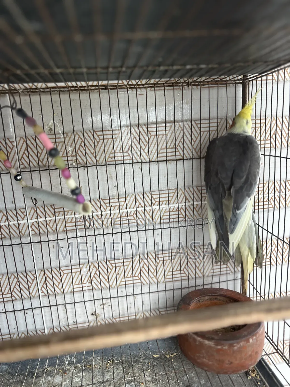 Cockatiel Running Male