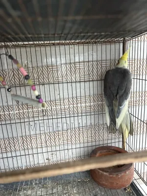 Cockatiel Running Male