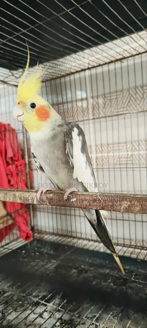 Cockatiel Running Male