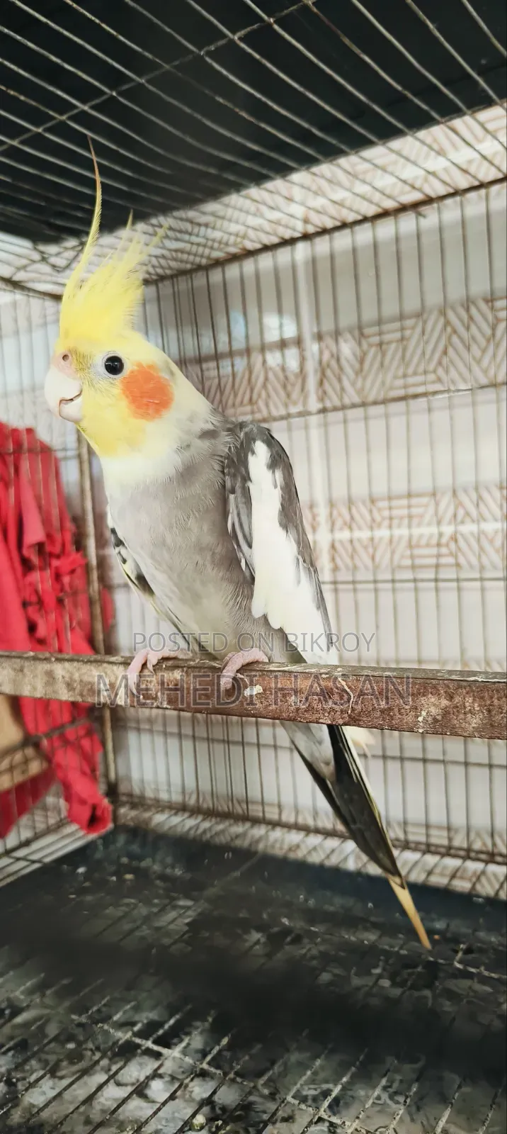 Cockatiel Running Male