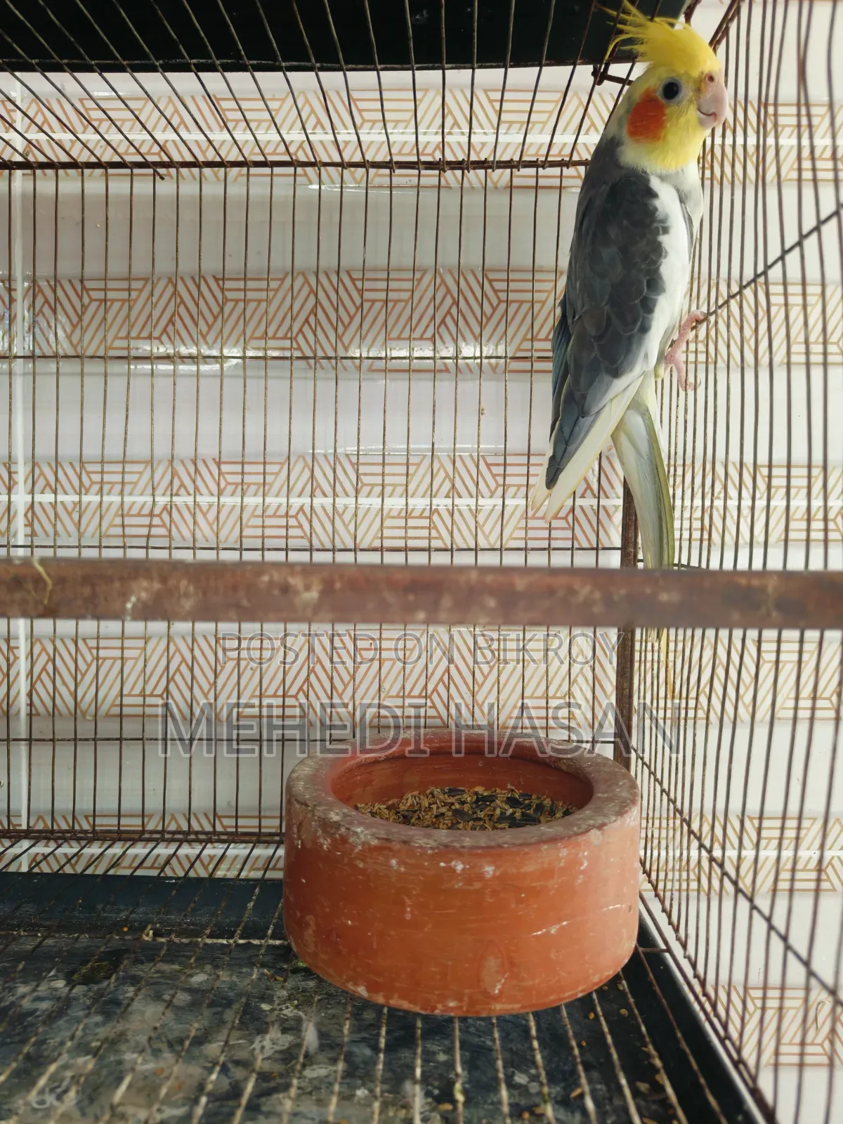 Cockatiel Running Male