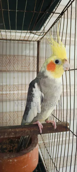 Cockatiel Running Male