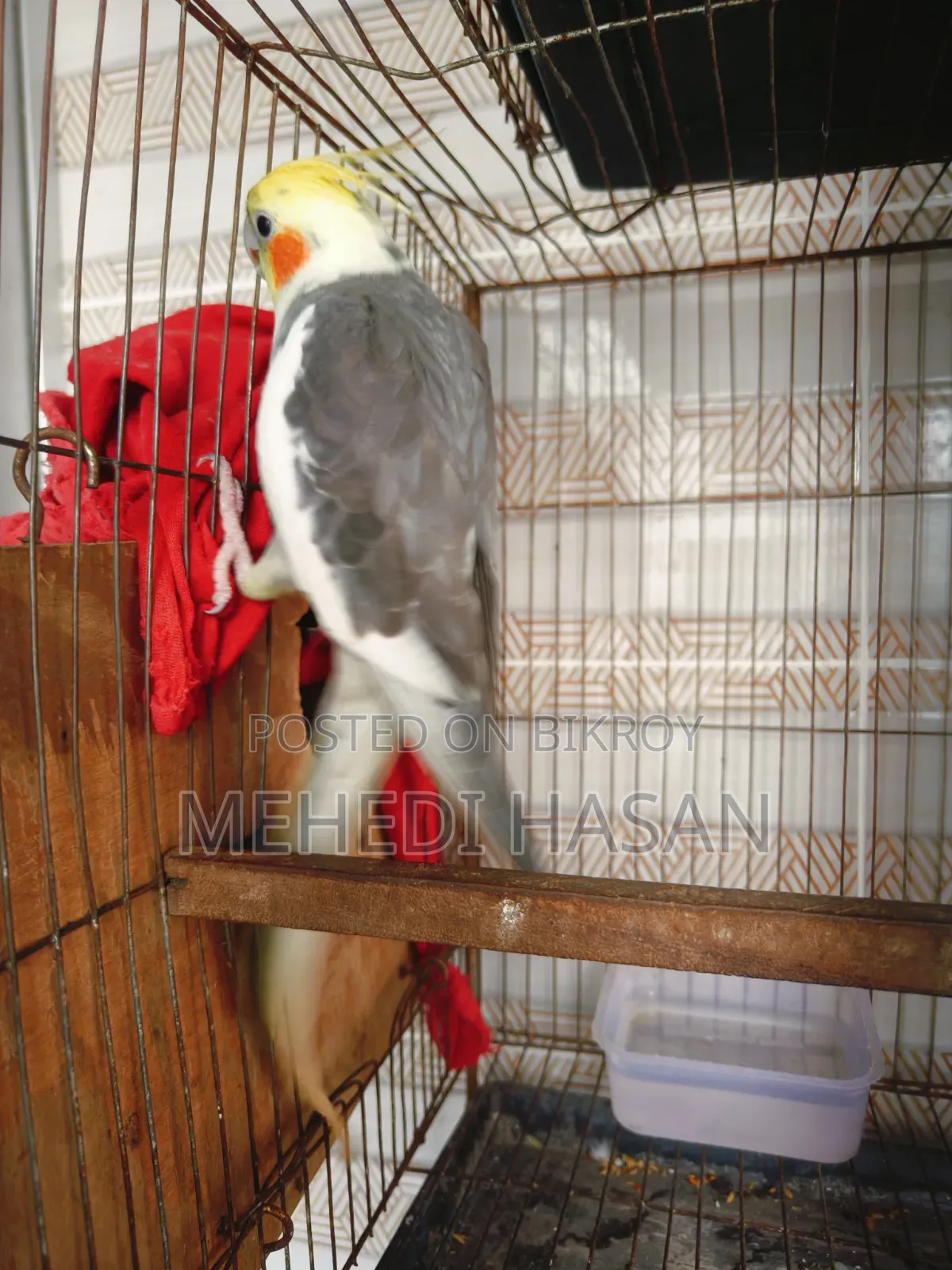 Cockatiel Running Male