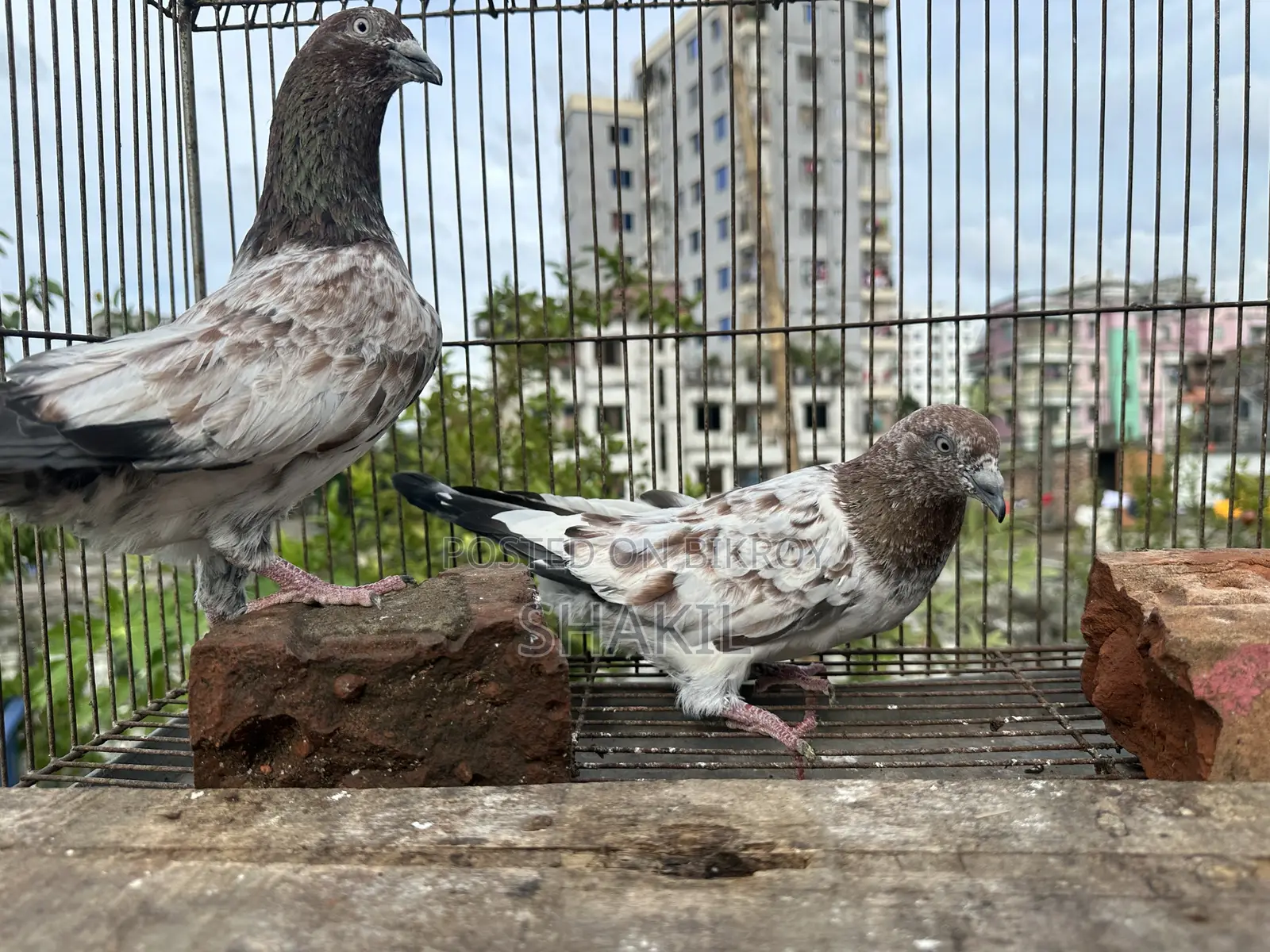 মিলিটারি কবুতরের জোড়া