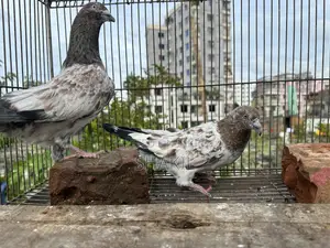 মিলিটারি কবুতরের জোড়া
