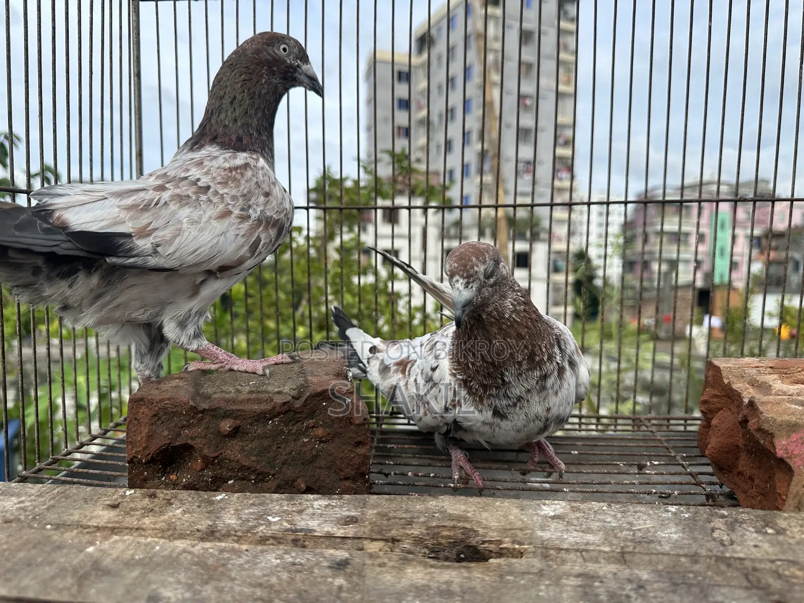 মিলিটারি কবুতরের জোড়া