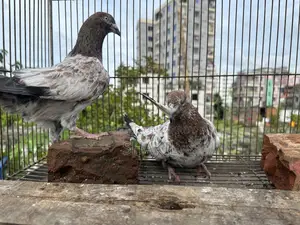 মিলিটারি কবুতরের জোড়া