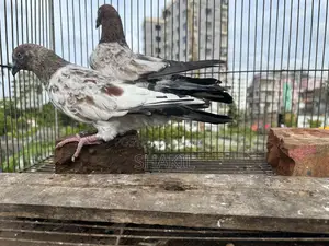 মিলিটারি কবুতরের জোড়া