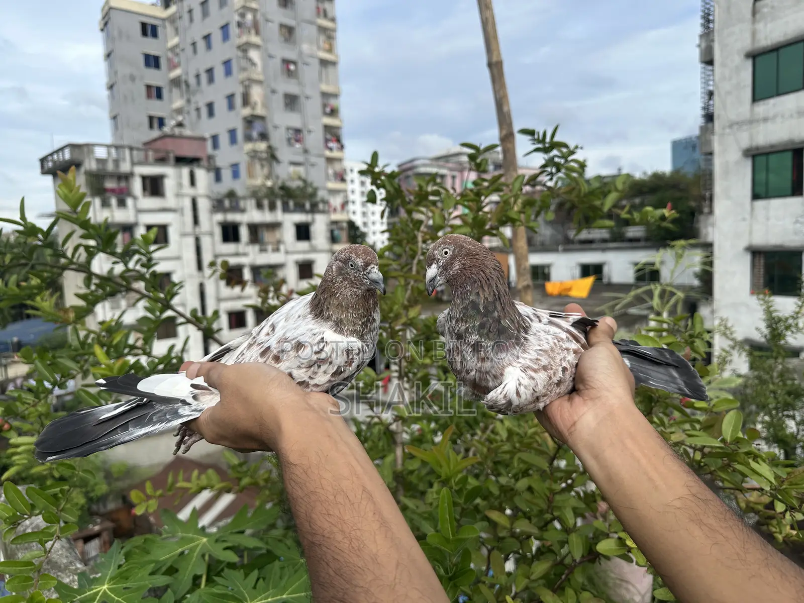 মিলিটারি কবুতরের জোড়া